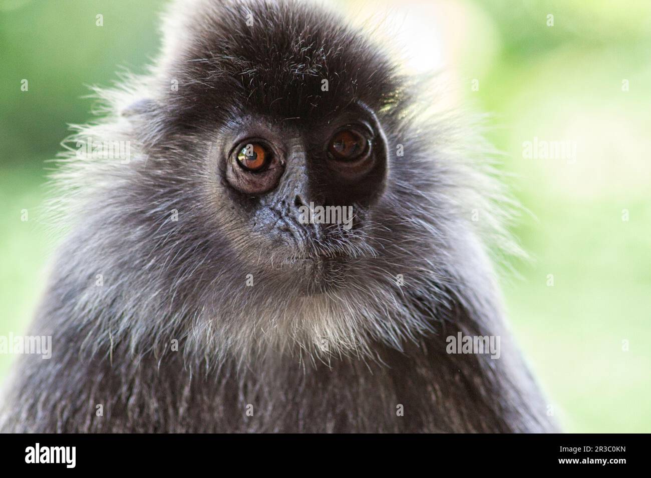 Langur berretto bianco e nero in Borneo Foto Stock