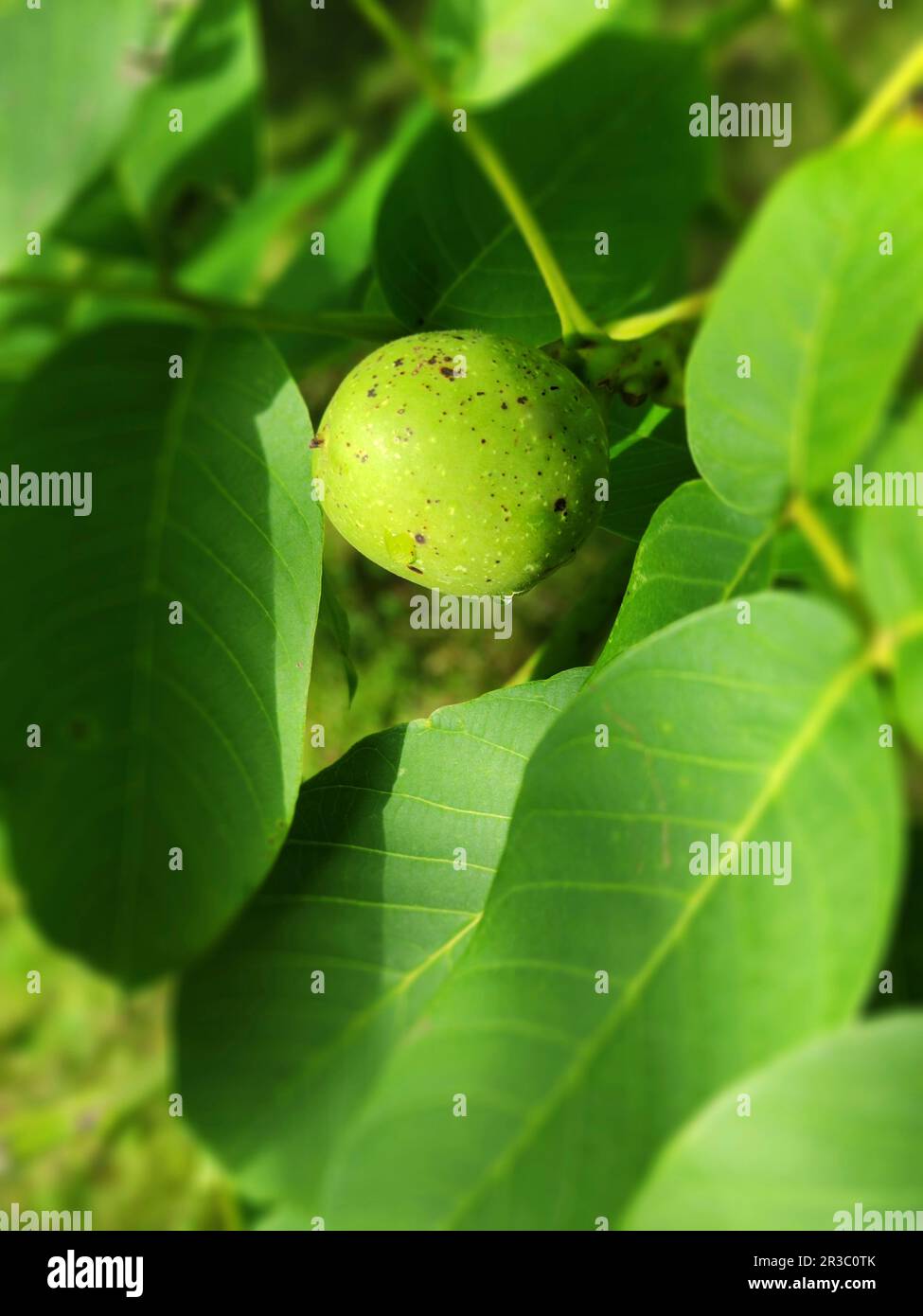 Noce sulla struttura ad albero Foto Stock