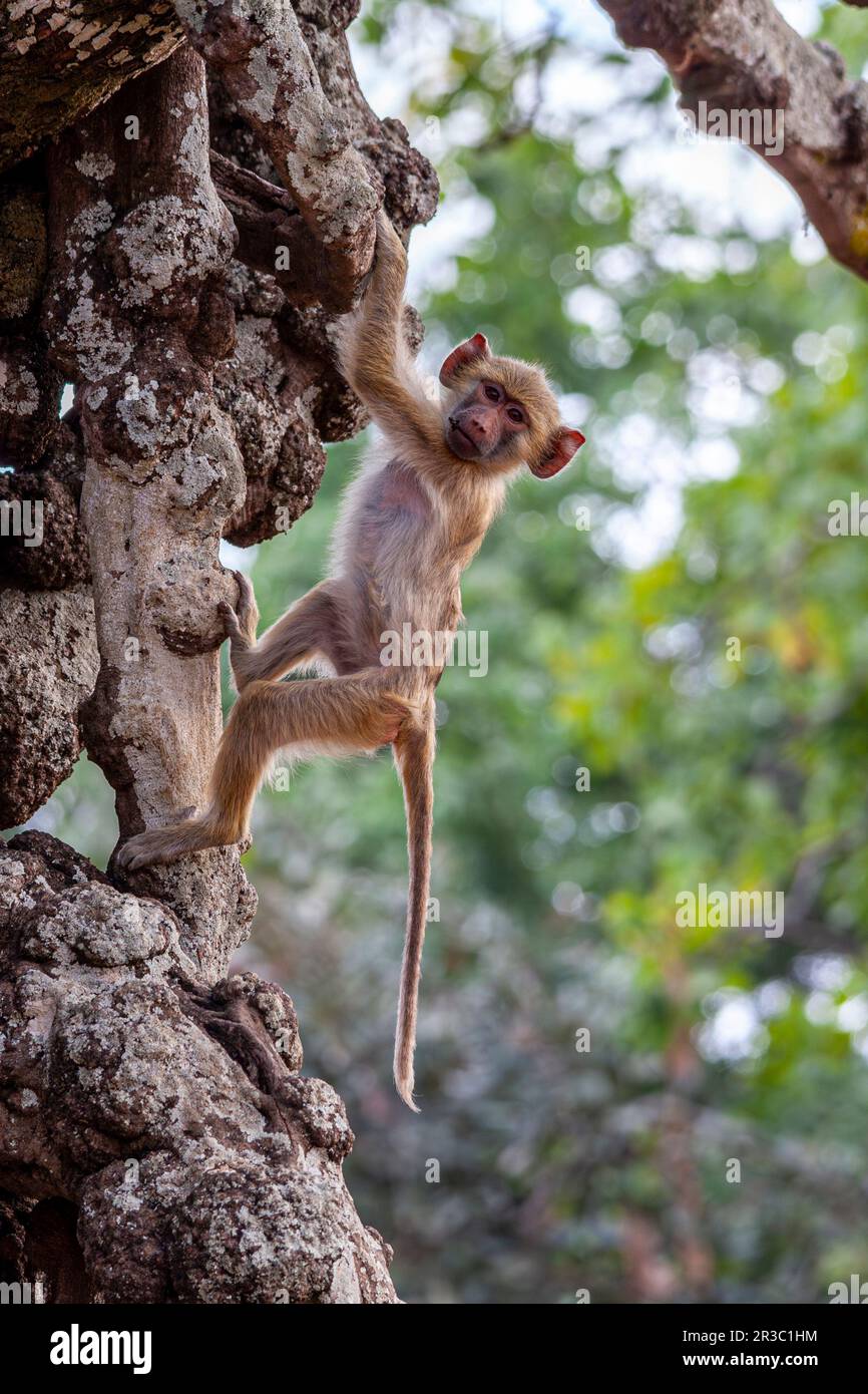 piccola scimmia aggrappata ad un albero in africa Foto Stock