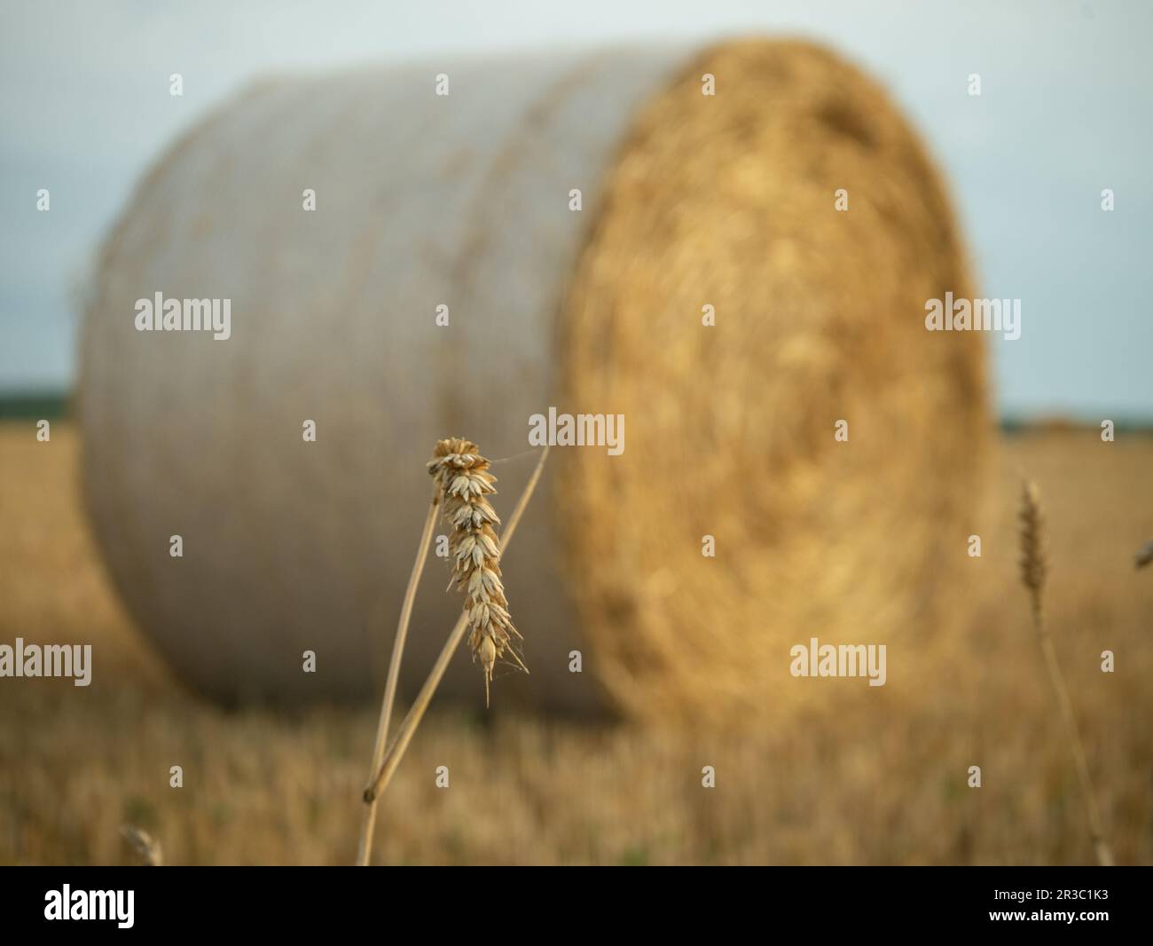 L'orecchio dell'orzo davanti ad una balla di paglia Foto Stock