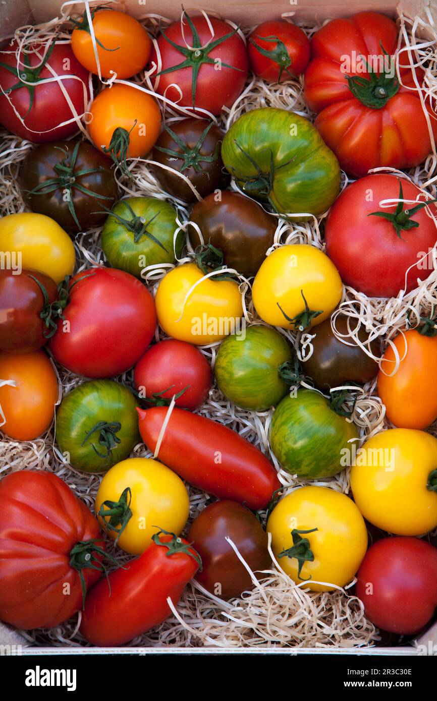 Varietà colorate di pomodoro Foto Stock