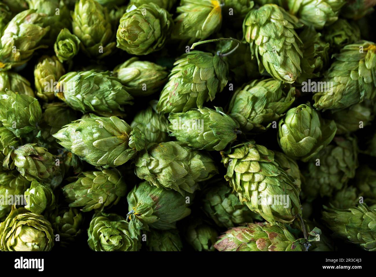 Luppolo di birra (full-frame) Foto Stock