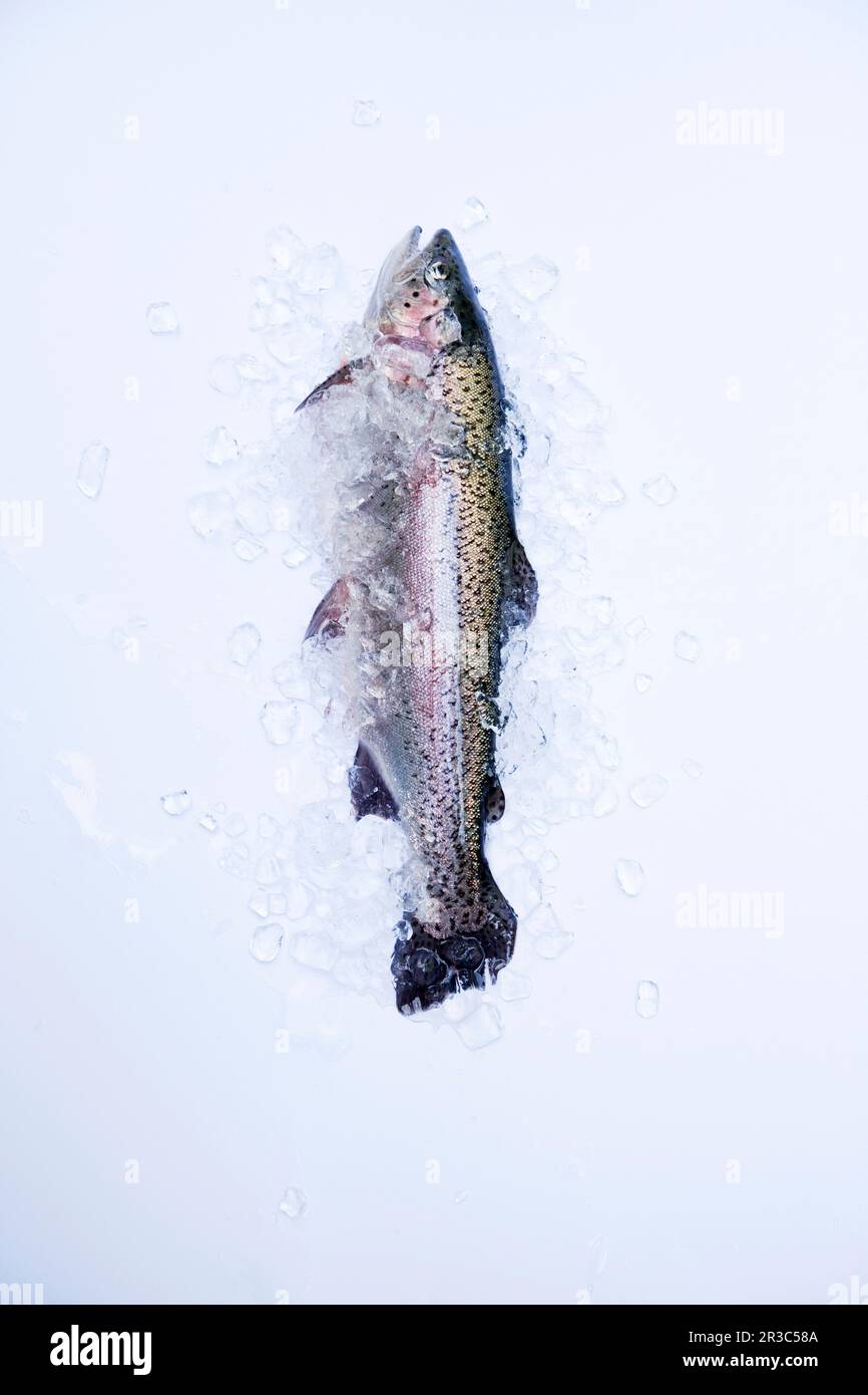 Trota fresca con ghiaccio tritato Foto Stock