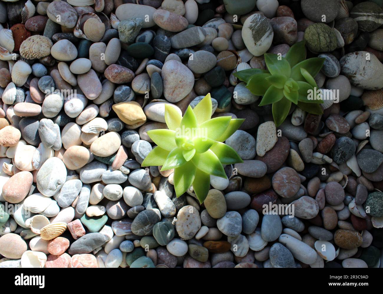 Un forte germoglio sotto i raggi del sole e una pianta stordita all'ombra su una vista dall'alto delle rocce lisce. Sopravvivere nel concetto della natura Foto Stock