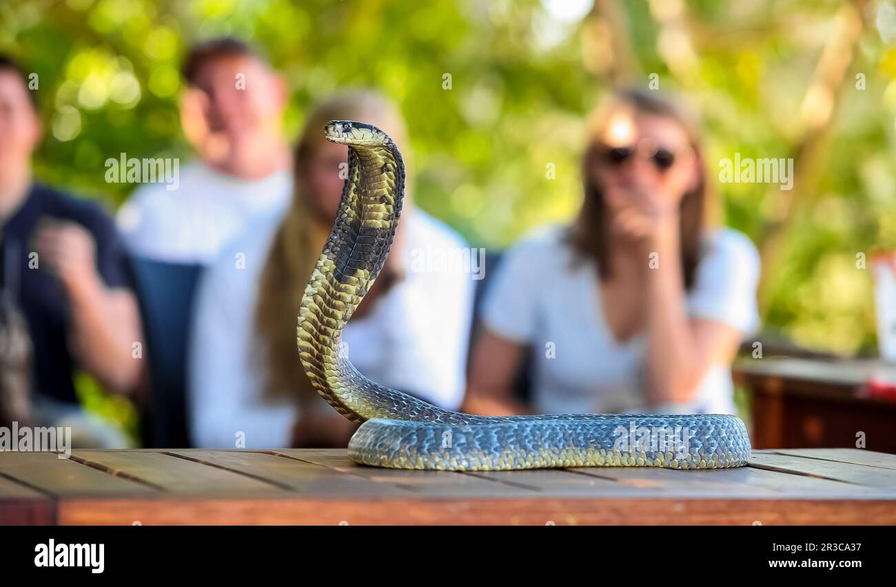 Primo piano di un Cobra sputante Foto Stock