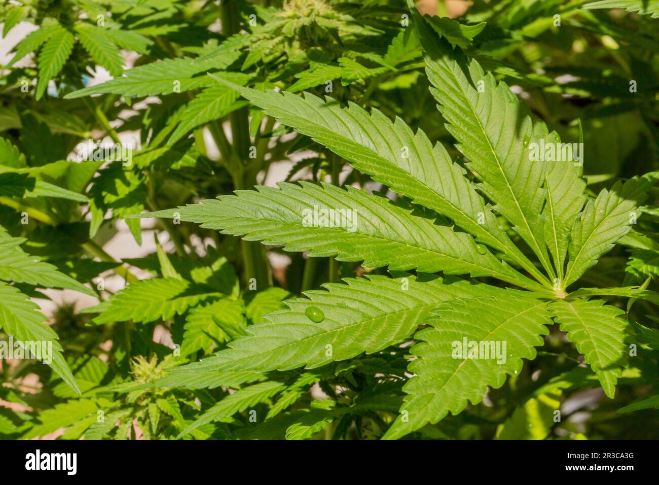 Cannabis Casa coltivata Medica Marijuana foglia Foto Stock