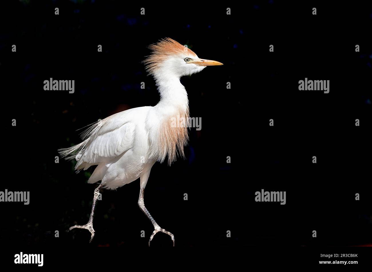 Egret su sfondo nero. Foto Stock