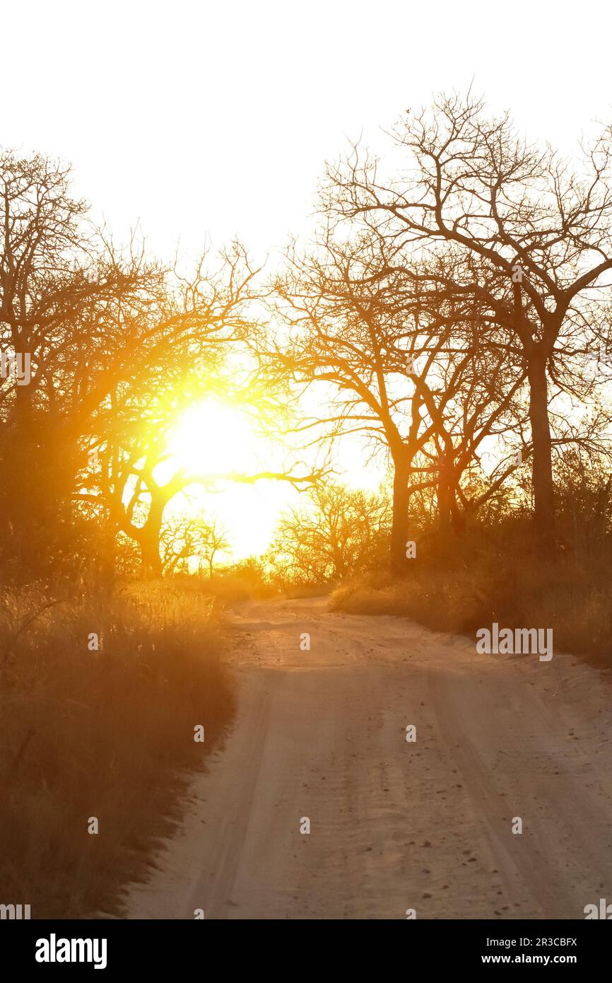 Silhouette Tree al tramonto durante il safari in Sud Africa Foto Stock