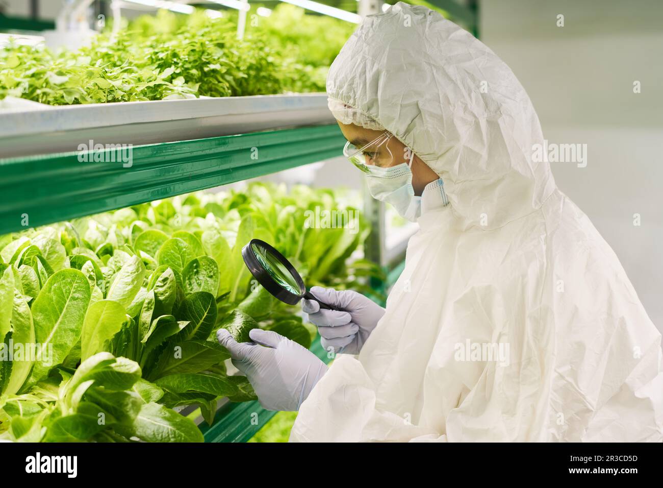 Vista laterale di una giovane biotecnologa femminile che studia le caratteristiche di nuovi tipi di spinaci o di altre verdure a foglia mentre usa la lente d'ingrandimento Foto Stock