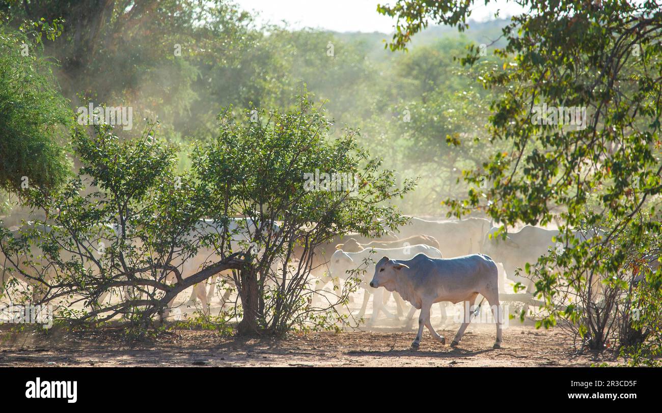 Un giovane toro maschio Nguni, che mostra la sua piccola gobba e il naso nero, che cammina lontano dalla mandria con la mandria dietro che mostra attraverso la polvere Foto Stock