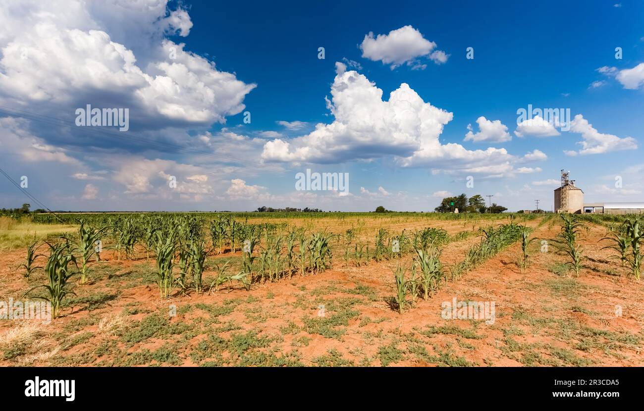 Campo indipendente di fattoria di mais di mais di piccola scala in Sudafrica Foto Stock