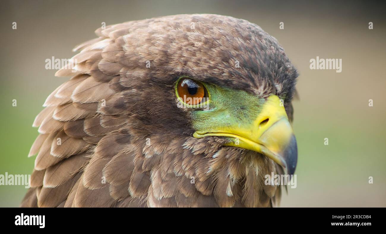 Marrone aquila con un becco verde e giallo Foto Stock