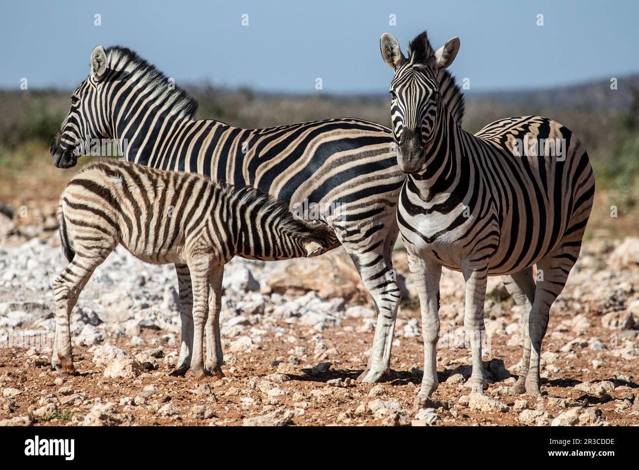 Zebra di Burchell che si nutre da sua madre con un altro adulto in piedi. Foto Stock