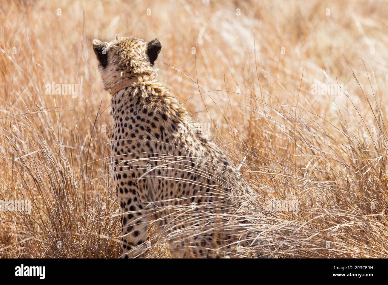 Cheetah africana seduta in erba lunga Foto Stock