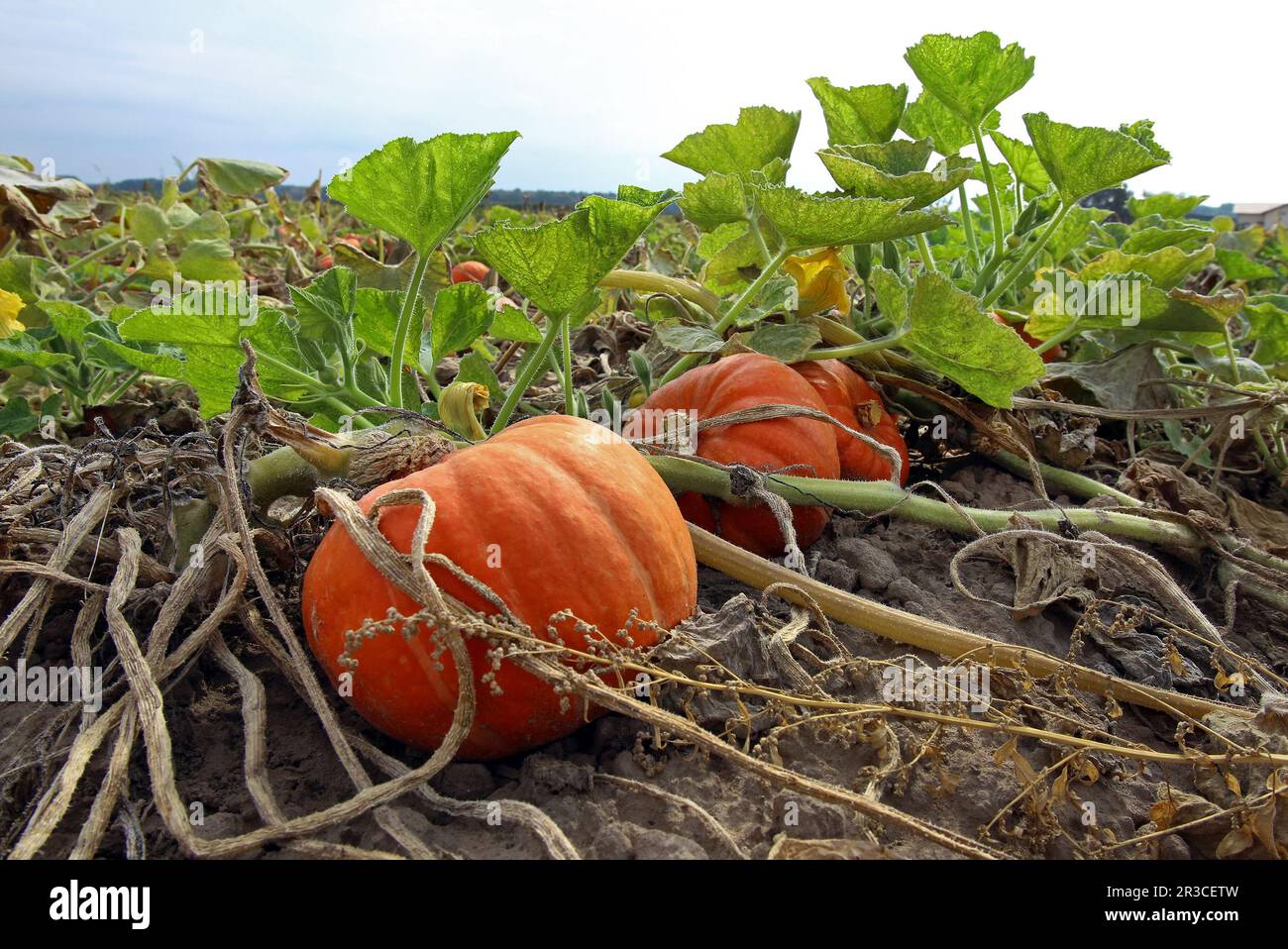 Zucca di Hokkaido nel campo Foto Stock