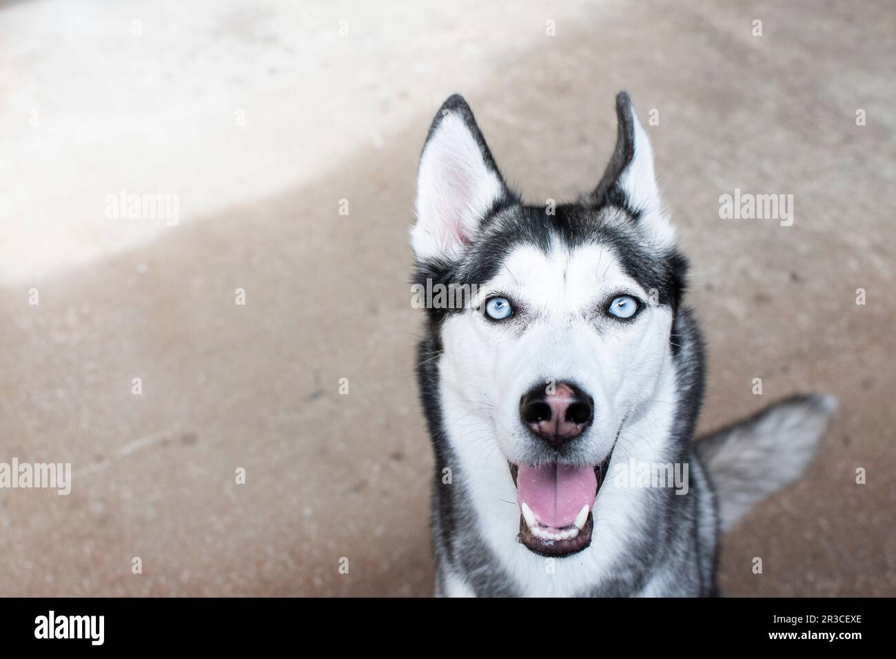 Il ritratto di Husky Siberian carino Foto Stock