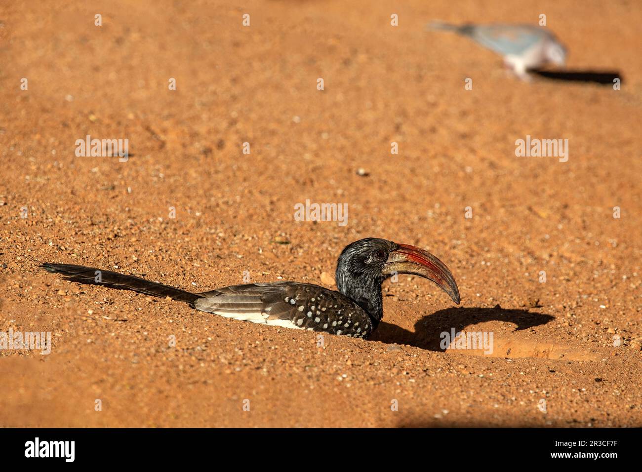 Un Hornbill di Monteiro con una grande fattura rossa, allerta ma riposante in un raschietto poco profondo nella sabbia. Foto Stock