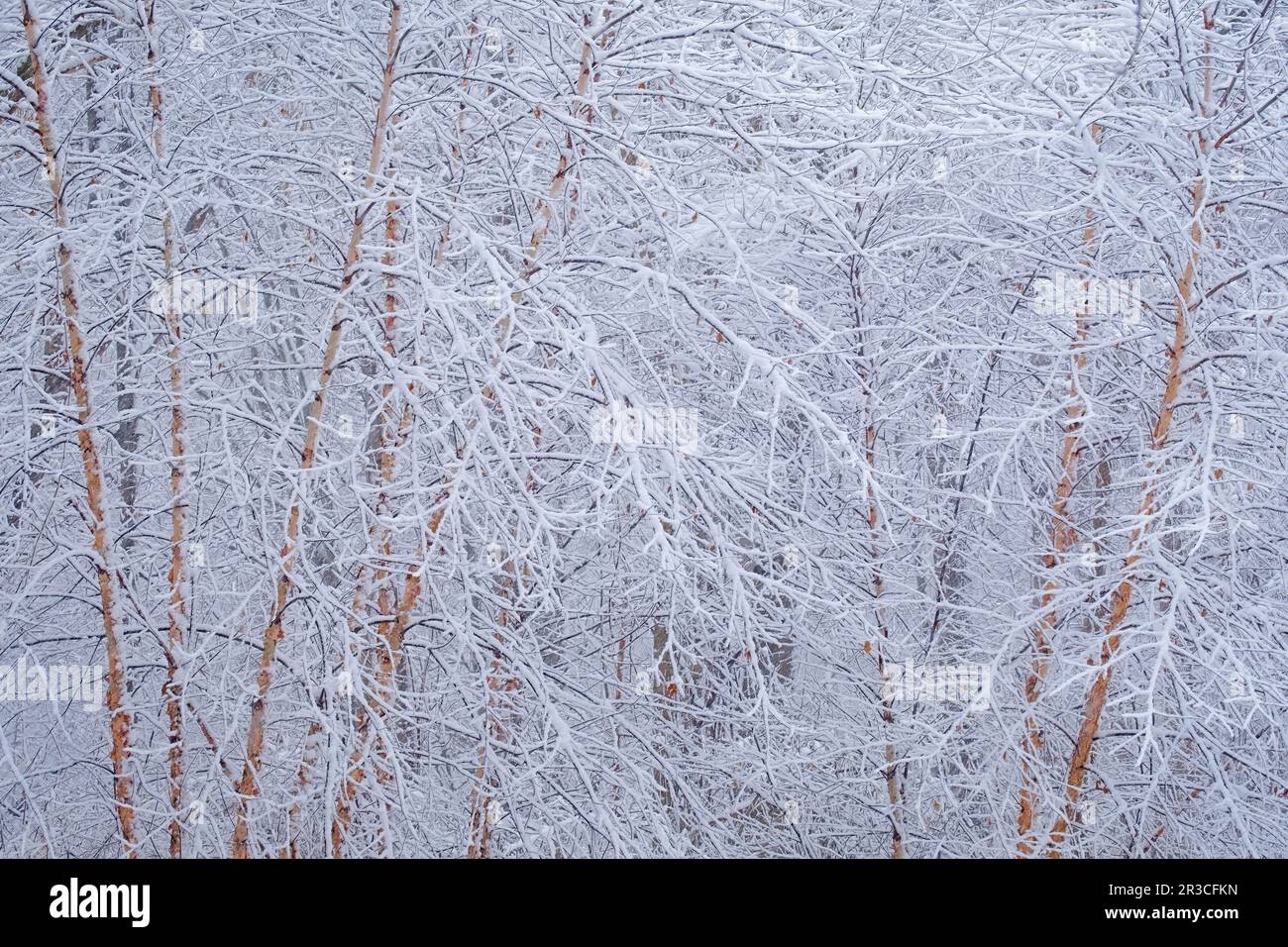 River Birch Winter Wonderland, Michigan Foto Stock