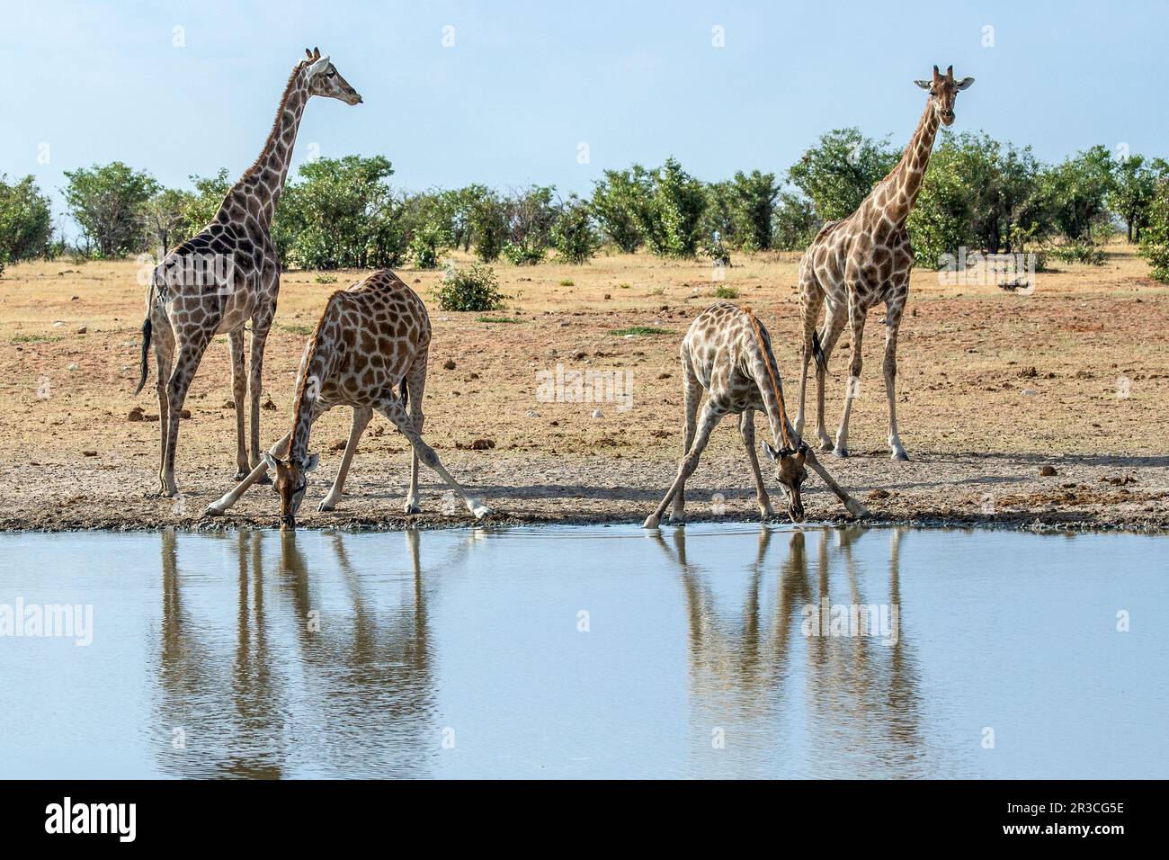 Quattro giraffe, due con le gambe anteriori divaricate per bere e due a guardia, in un'apertura d'acqua. Foto Stock