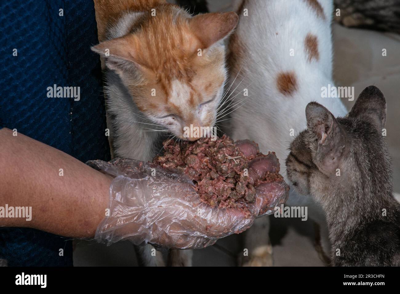 I gatti mangiano cibo per gatti a Rumah Kucing Parung, un rifugio per gatti abbandonati malati e feriti a Bogor, Giava occidentale, Indonesia, il 23 maggio 2023 Foto Stock I gatti mangiano cibo per gatti a Rumah Kucing Parung, un rifugio per gatti abbandonati malati e feriti a Bogor, Giava occidentale, Indonesia, il 23 maggio 2023 Foto Stock