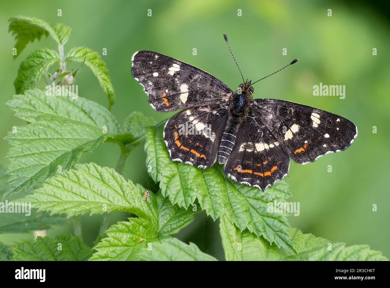 Mappa europea farfalla, forma estiva Araschnia levana seduta con ali sparse su una foglia di ortica, primo piano. Trencin, Slovacchia Foto Stock