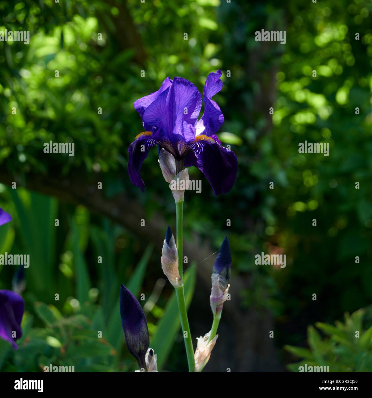 Iris Germanica 'Black Dragon', (Tall Bearded Flag Iris) Foto Stock