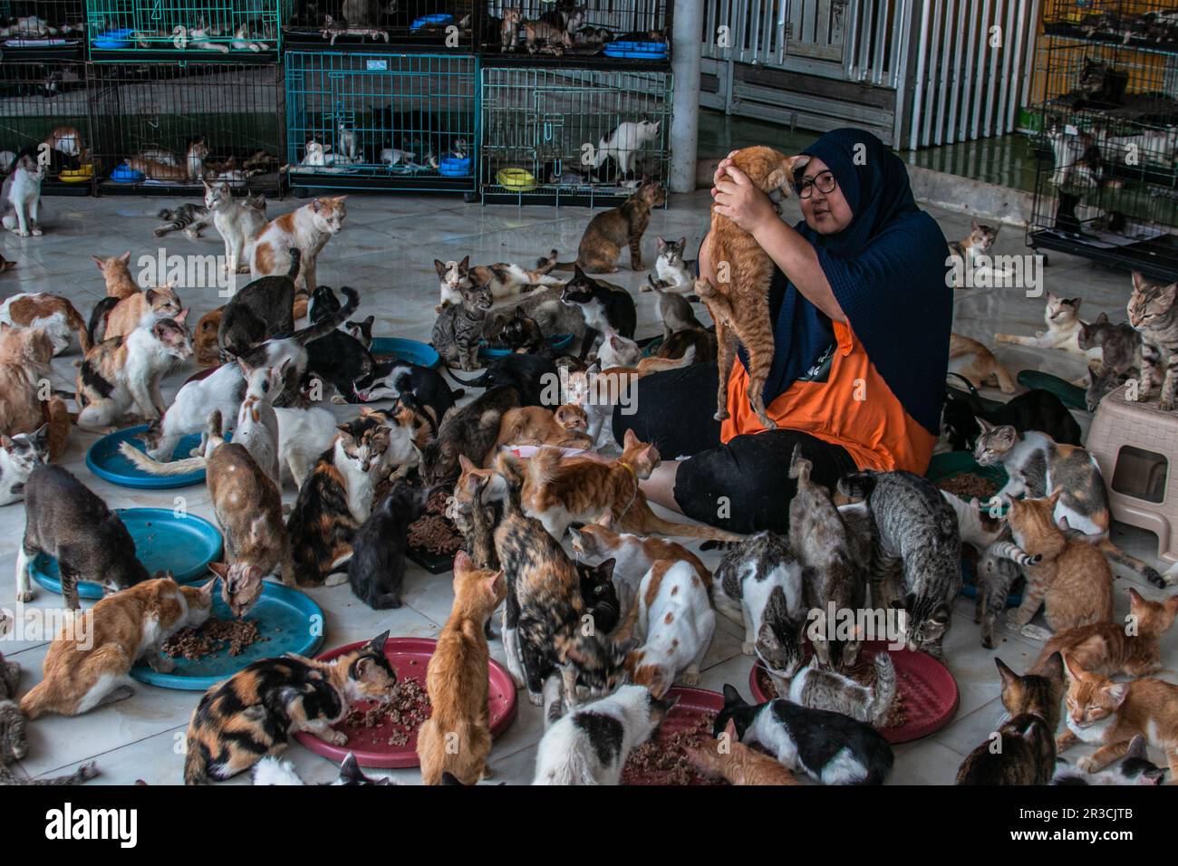 Dita Agusta e i suoi gatti a Rumah Kucing Parung, un rifugio per gatti abbandonati malati e feriti a Bogor, Giava Occidentale, Indonesia, il 23 maggio 2023 Foto Stock