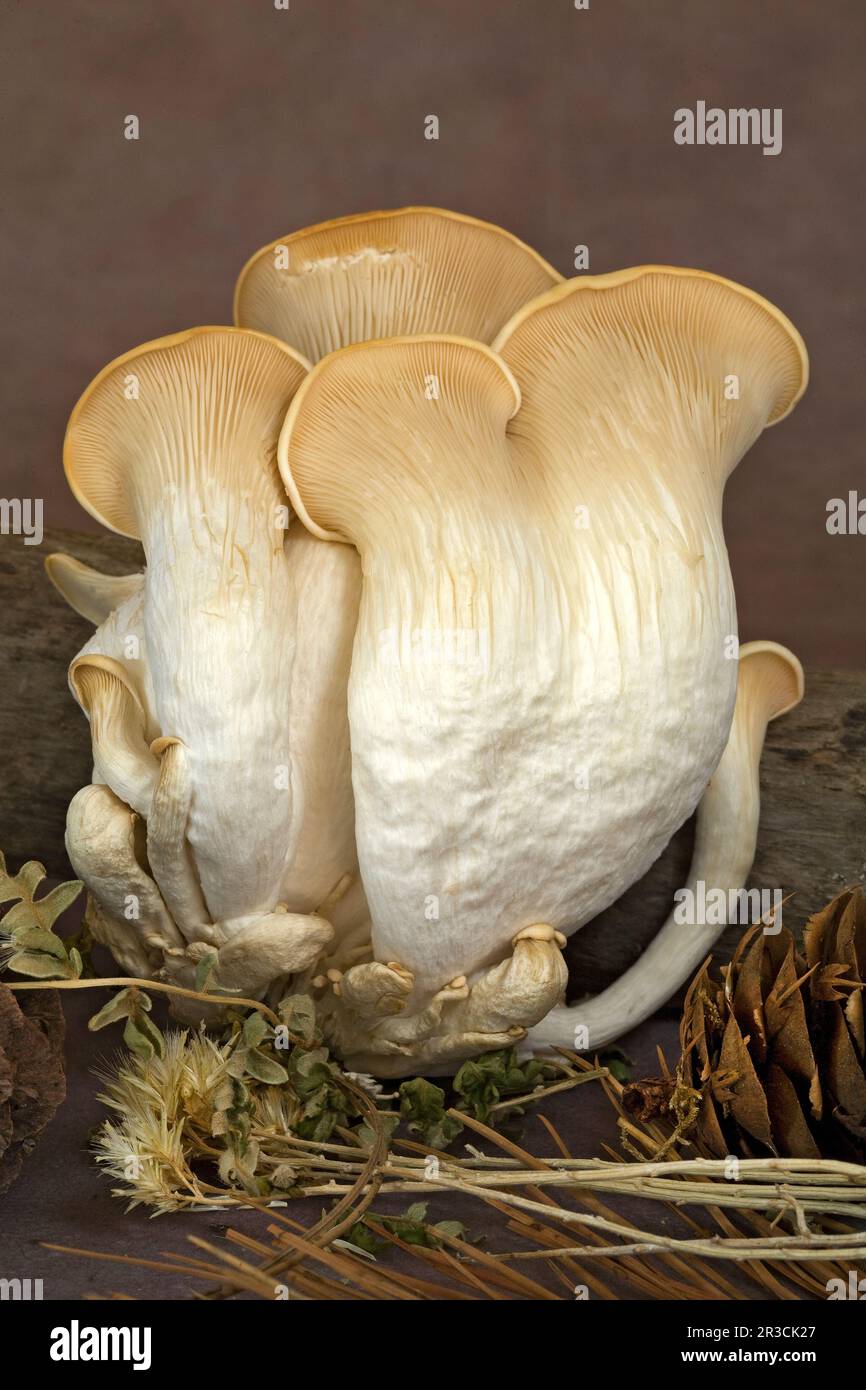 Funghi ostriche, che crescono da un ceppo nel nord-ovest del Pacifico, vicino a Bend, Oregon, nell'Oregon Cascade Range. Oystrers sono ricercati e sono altamente Foto Stock