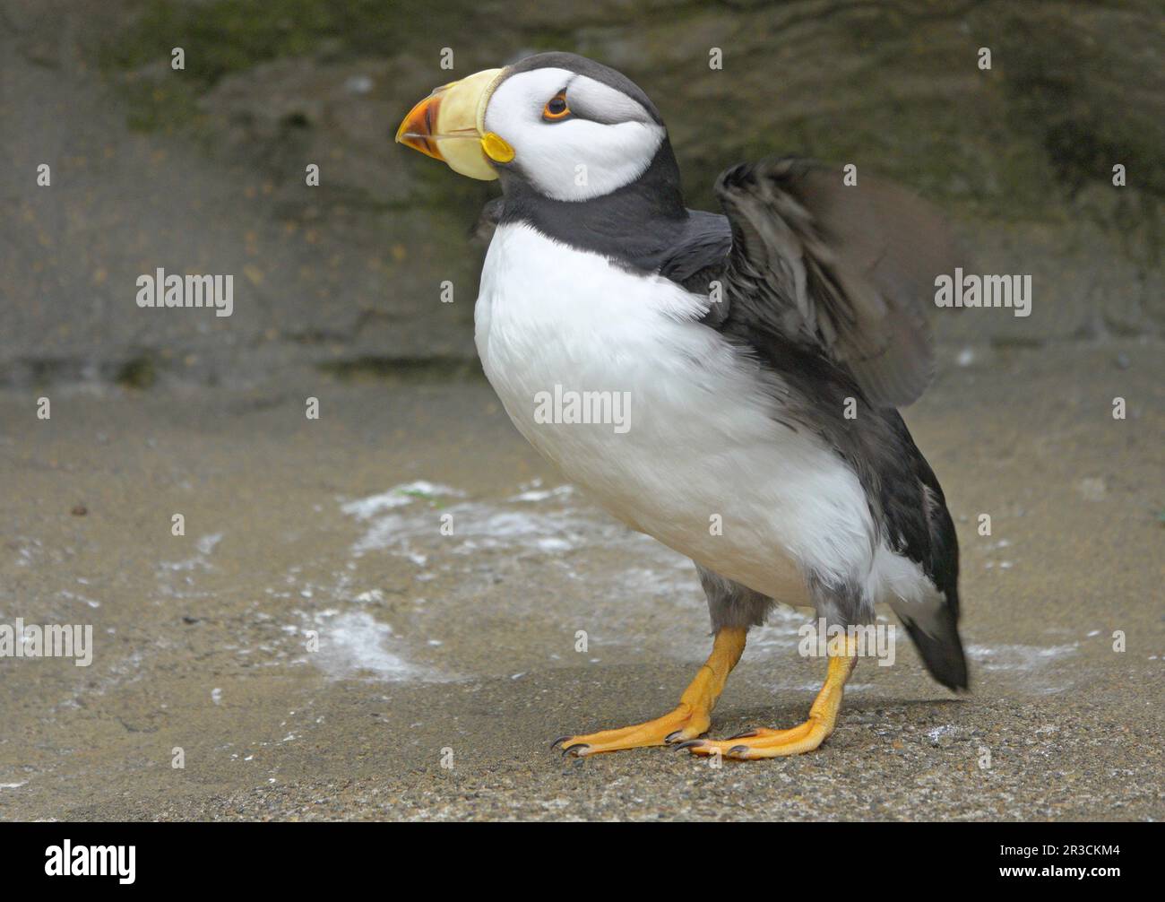 Ritratto di un Puffin cornuto, (Fratercula corniculata), un uccelli selvatici trovato lungo la costa settentrionale del Pacifico del Nord America. Foto Stock