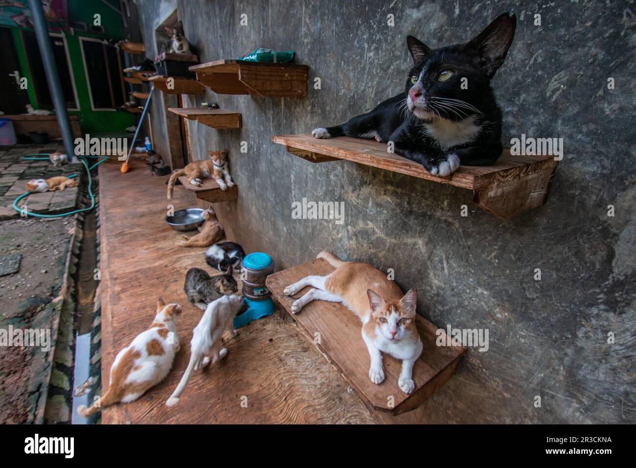 Gatti a Rumah Kucing Parung, un rifugio per gatti malati e feriti abbandonati a Bogor, Giava Occidentale, Indonesia, il 23 maggio 2023 Foto Stock