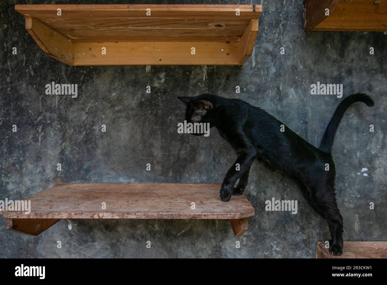 Gatti a Rumah Kucing Parung, un rifugio per gatti malati e feriti abbandonati a Bogor, Giava Occidentale, Indonesia, il 23 maggio 2023 Foto Stock