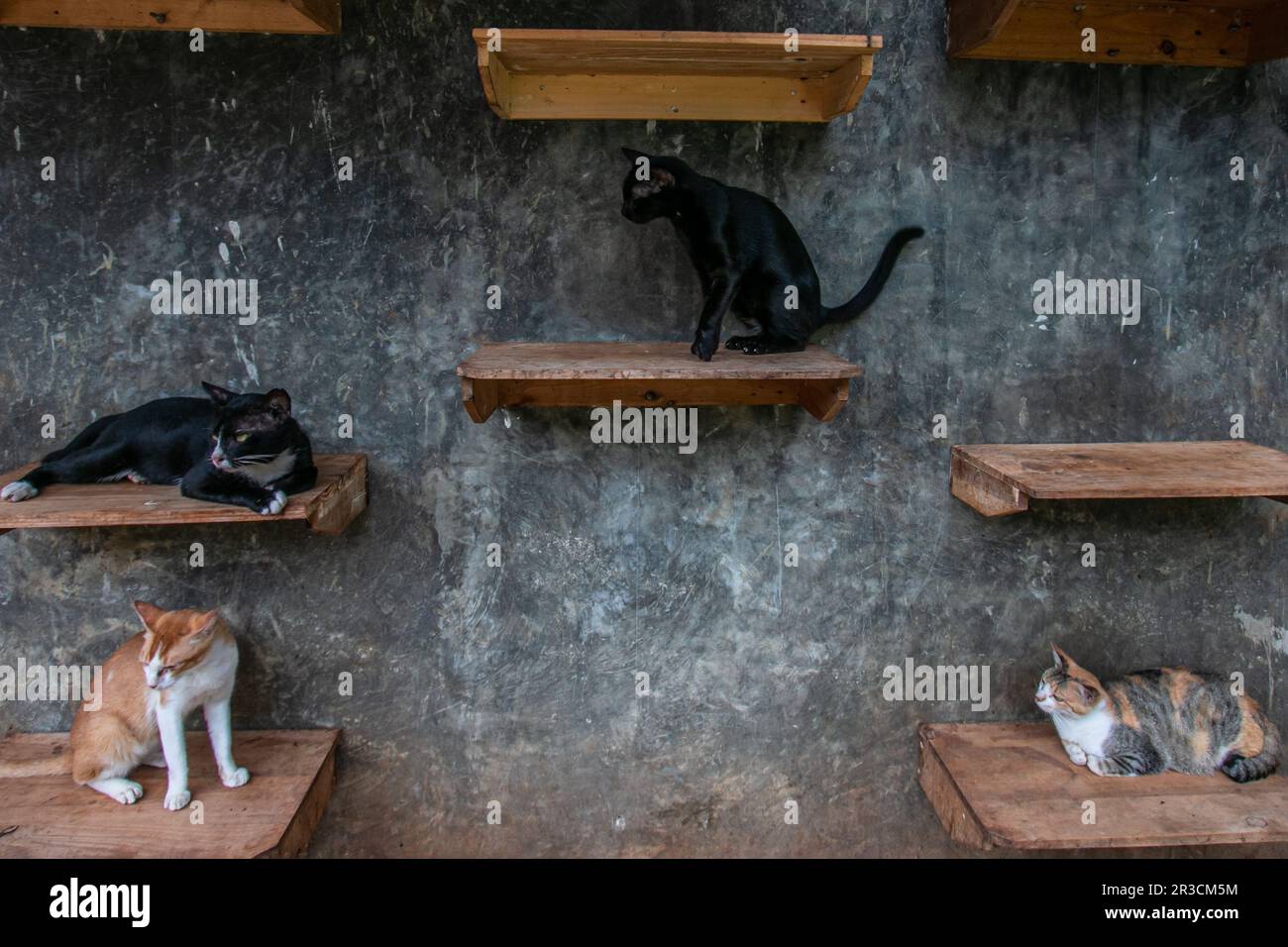 Gatti a Rumah Kucing Parung, un rifugio per gatti malati e feriti abbandonati a Bogor, Giava Occidentale, Indonesia, il 23 maggio 2023 Foto Stock