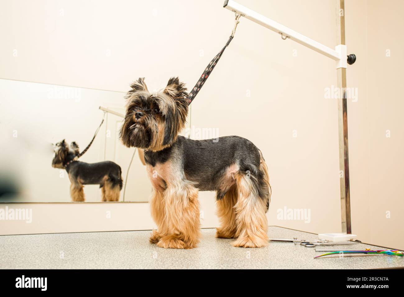 Adorabile york terrier in salone termale per cani Foto Stock