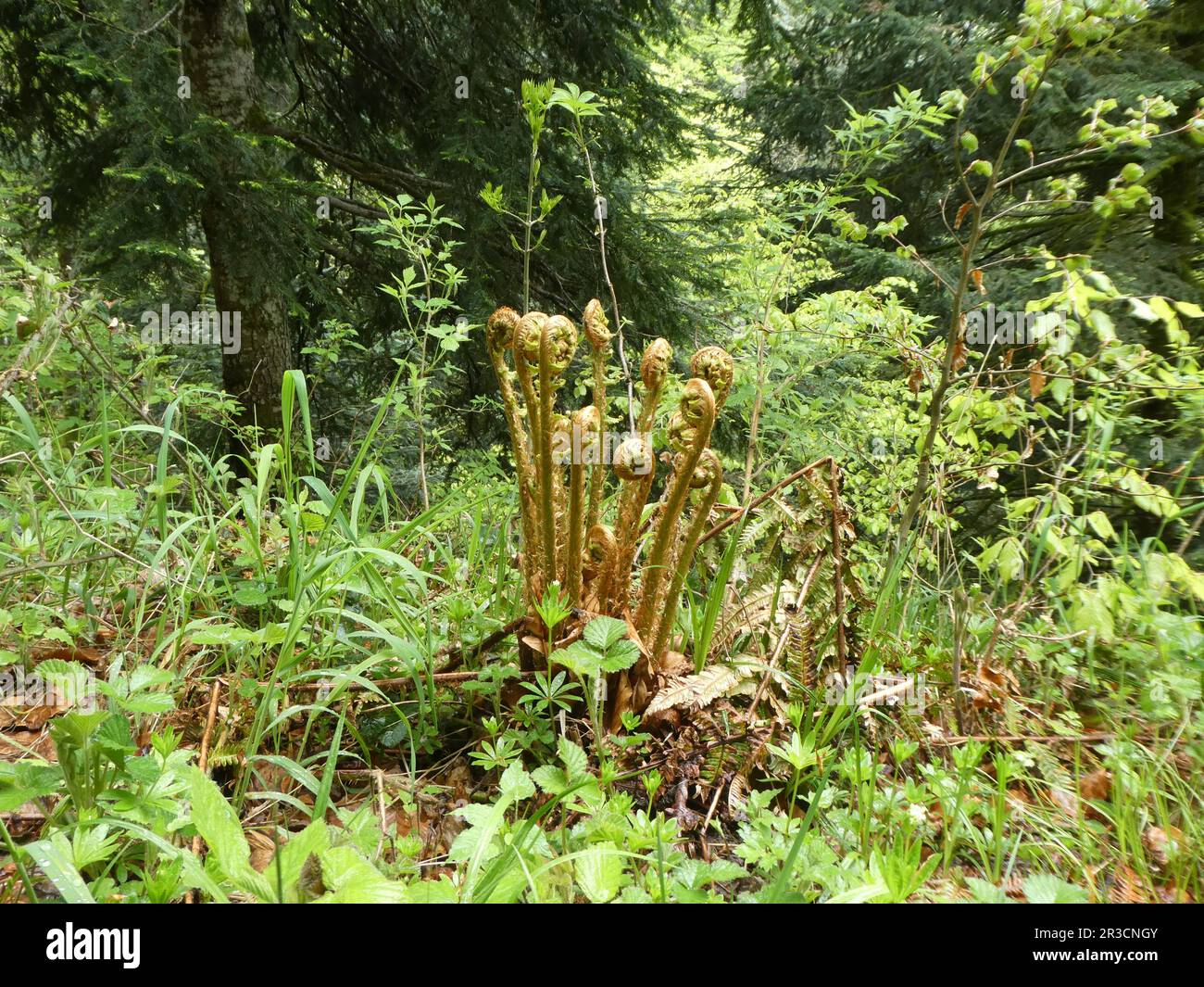 Felce fresche coltivate nella foresta Foto Stock