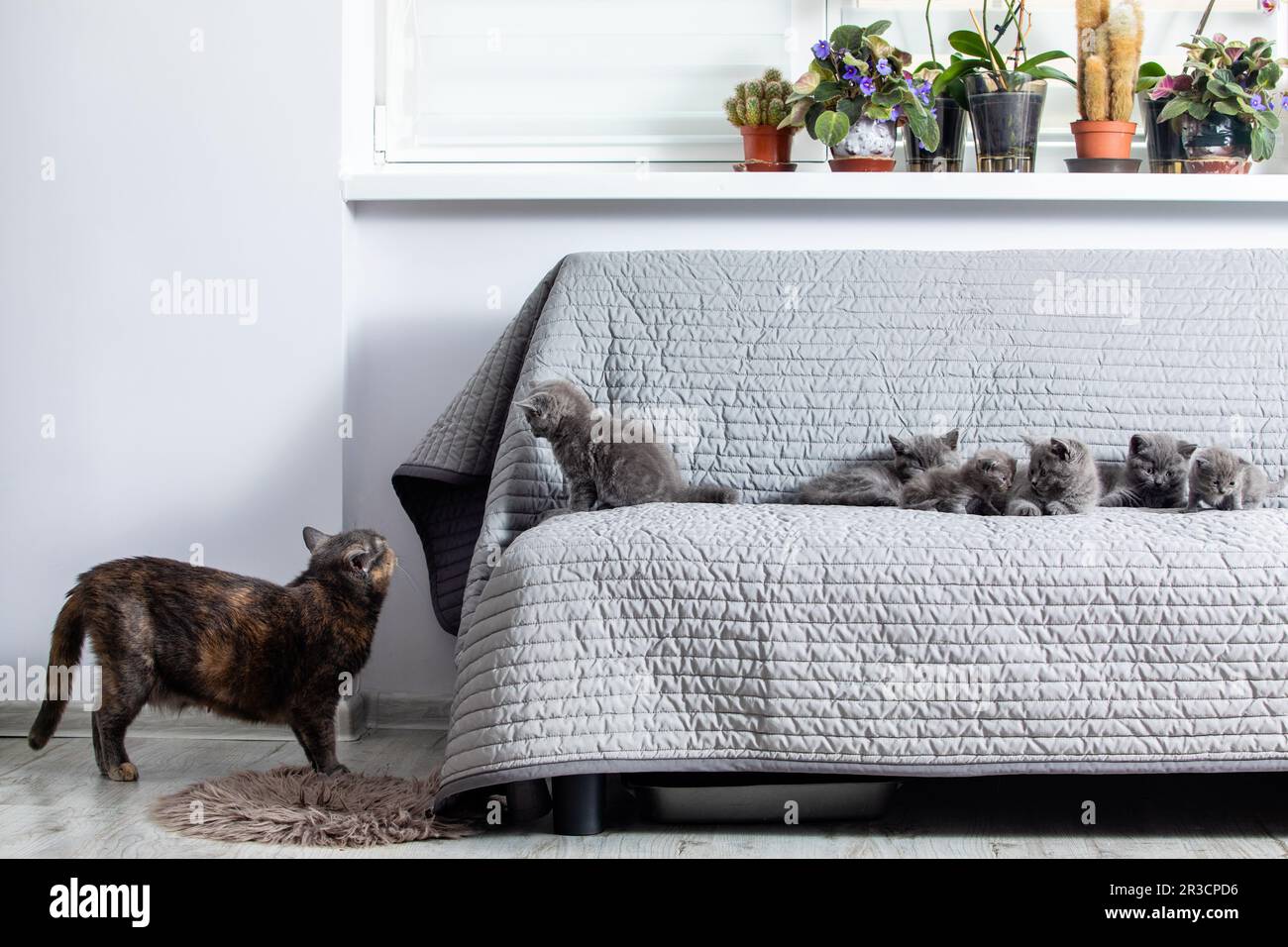 Il gatto con gattini grigi della razza scozzese fold nel soggiorno. Il gatto si alza sul pavimento e guarda i gattini seduti sul divano Foto Stock