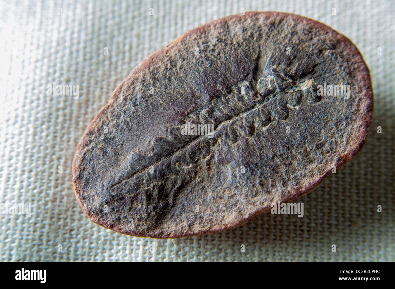 Pecopetris felce fossile, primo piano, sopra il colpo. Foto da studio. Foto Stock
