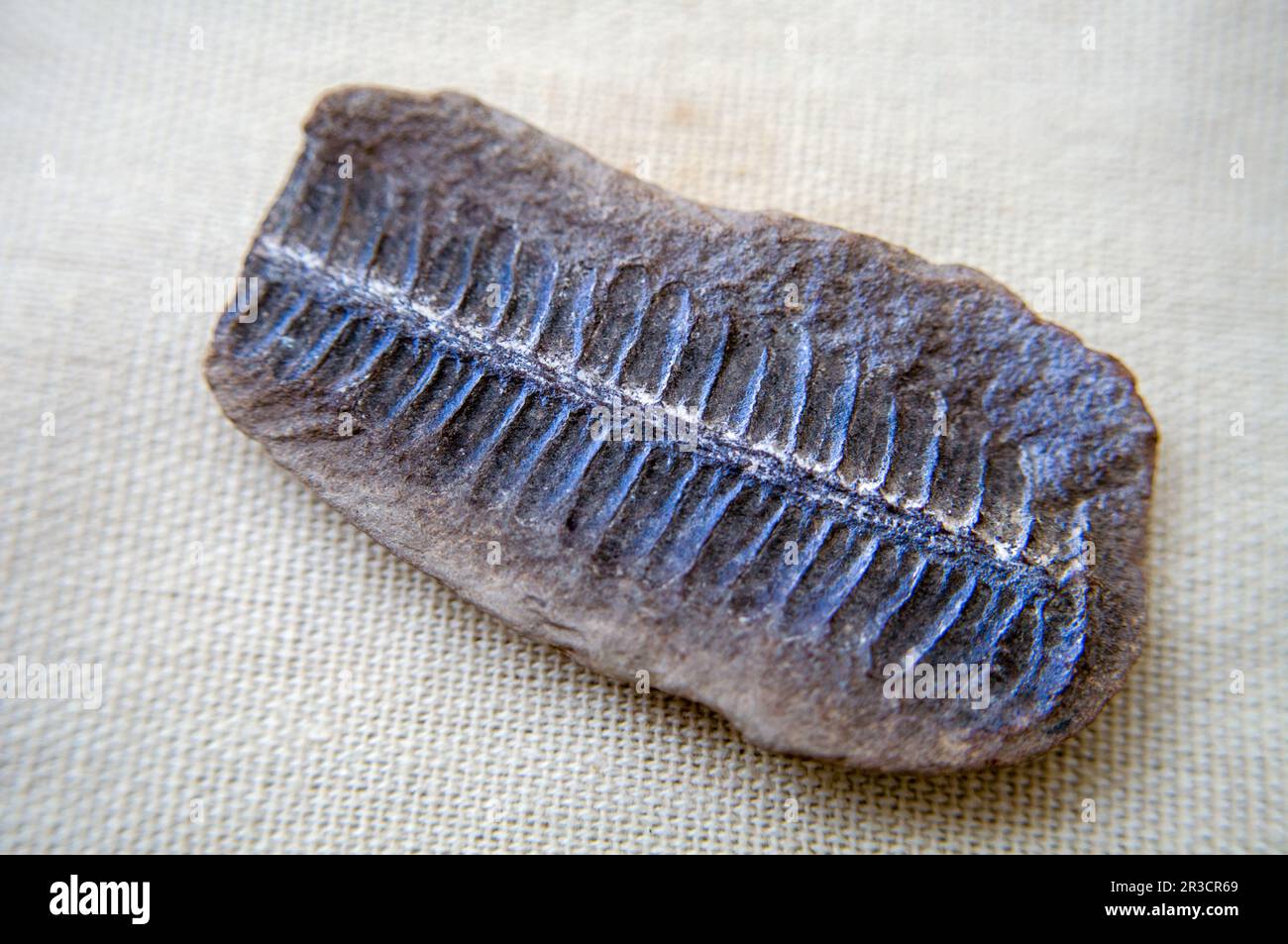 Pecopetris felce fossile, primo piano, sopra il colpo. Foto da studio. Foto Stock