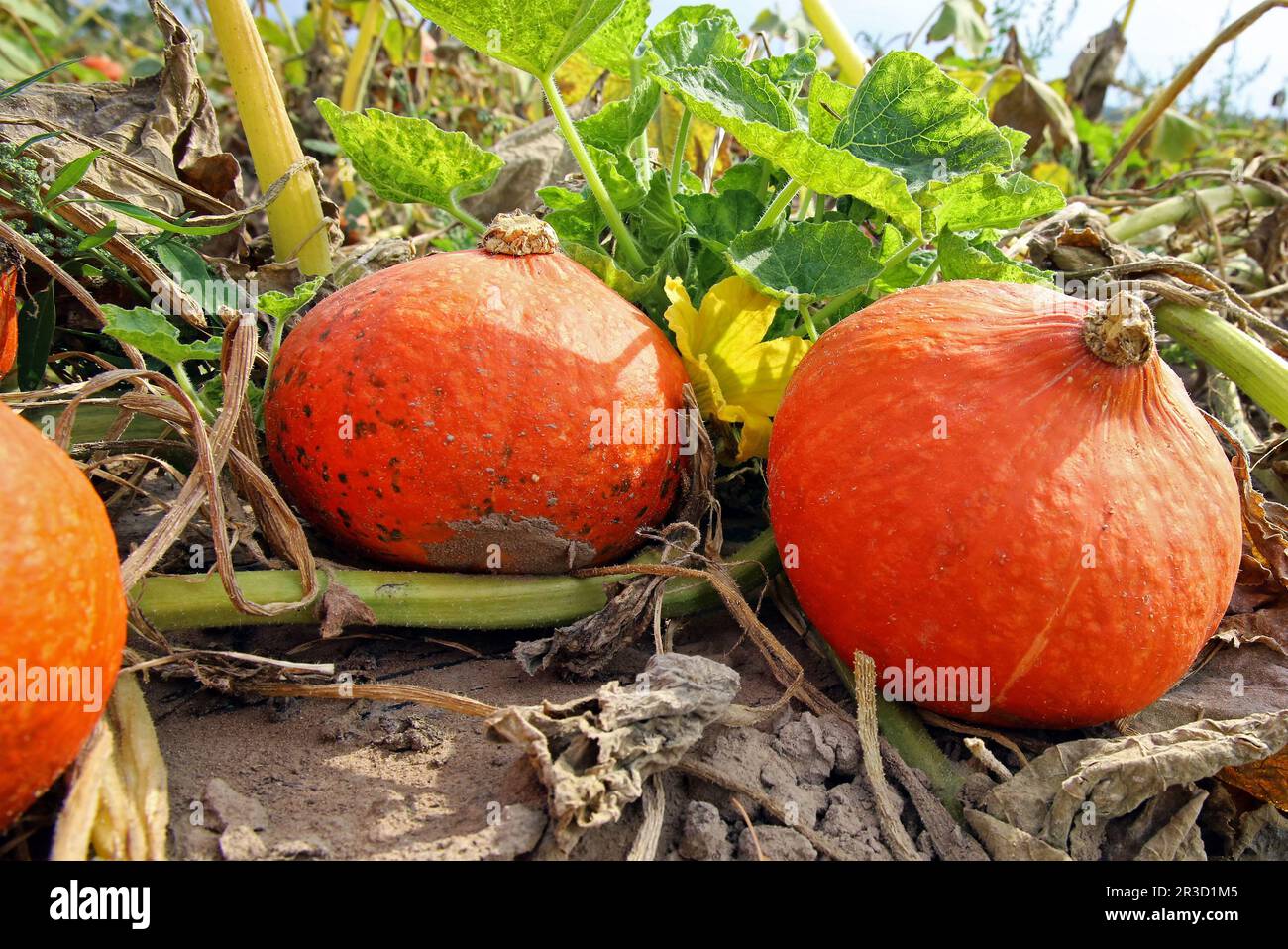 Zucca Foto Stock