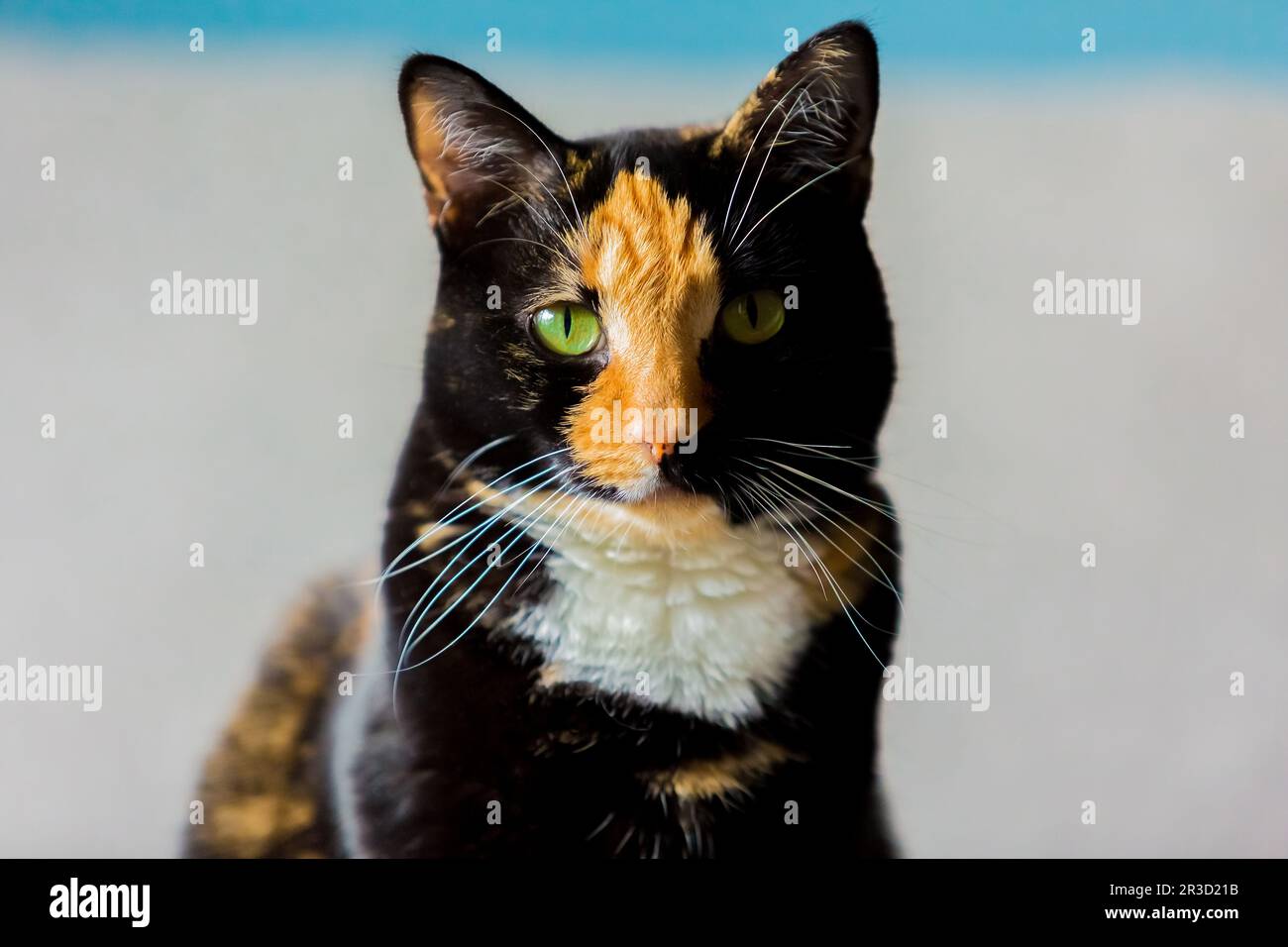 Bella calico tartaruga tabby cat seduto su un divano Foto Stock