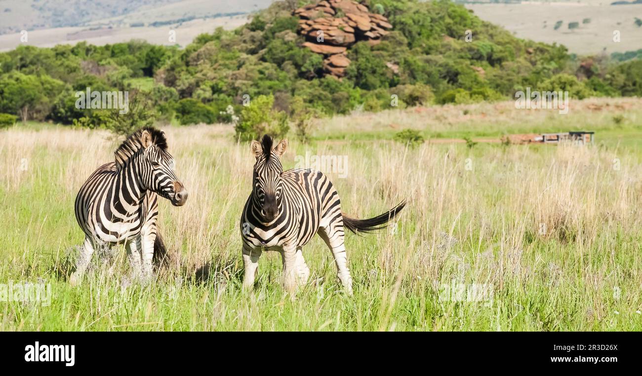 Due zebre africane sulla savana Foto Stock