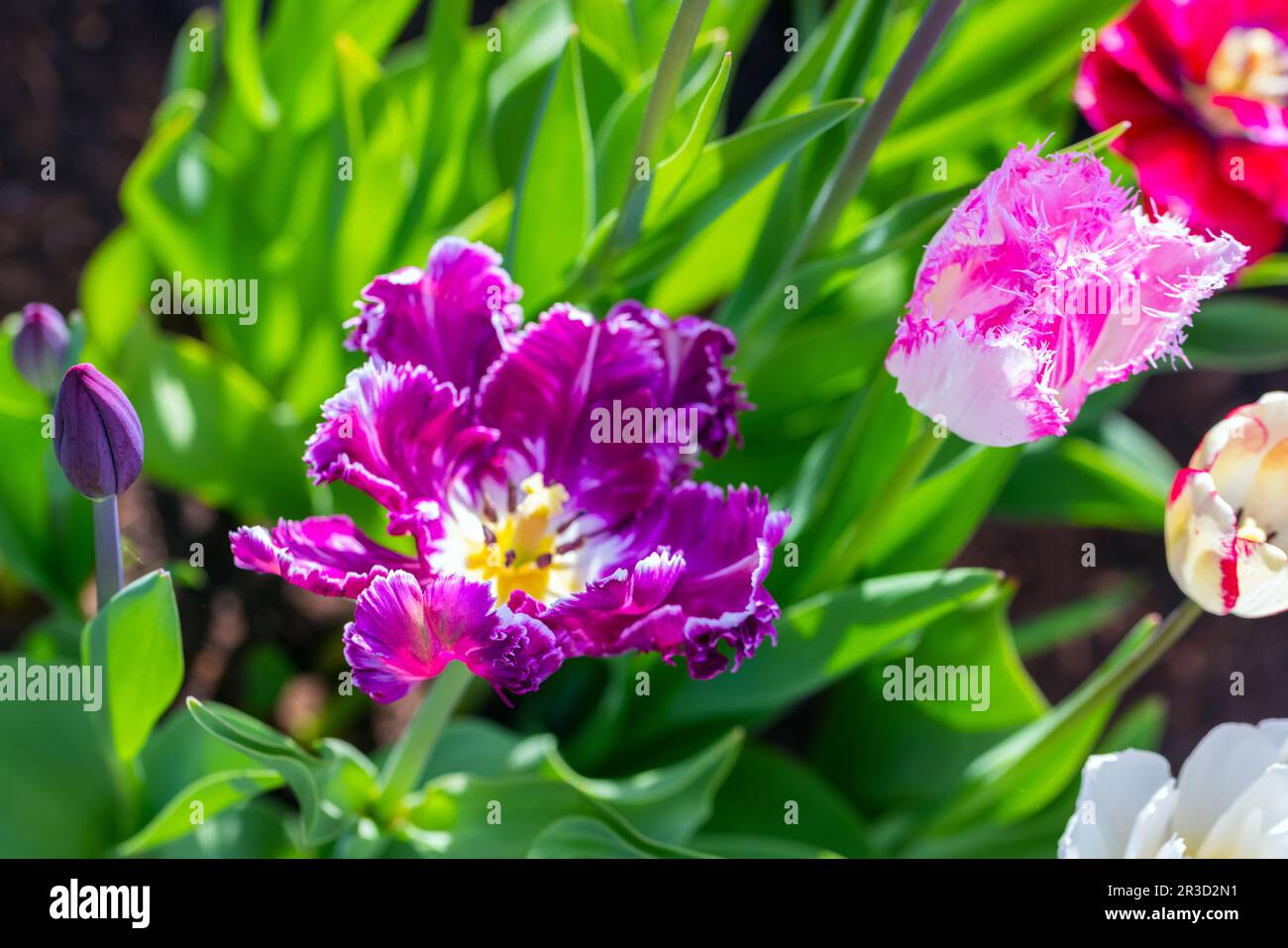 Coloratissimi fiori di tulipano, foto ravvicinata con messa a fuoco morbida selettiva Foto Stock