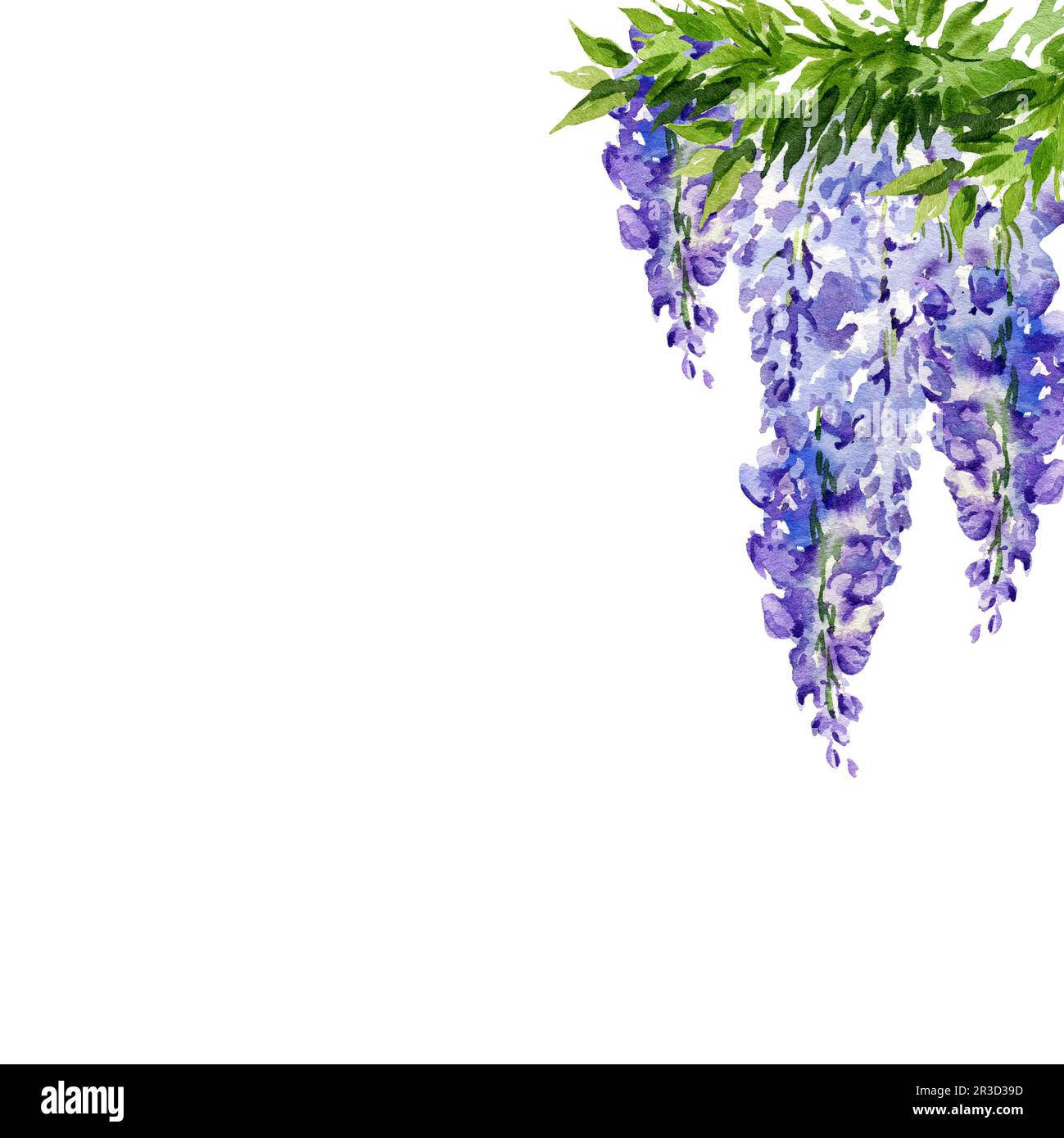 sfondo acquerello con ramo di fiori di glicine, illustrazione a mano con fiori di lilla primaverile, pianta blu isolata su sfondo bianco Foto Stock