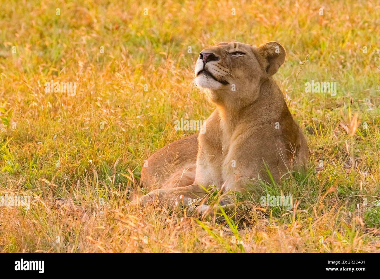 Close up di una femmina di leone africano in South African wildlife game reserve di sunrise Foto Stock