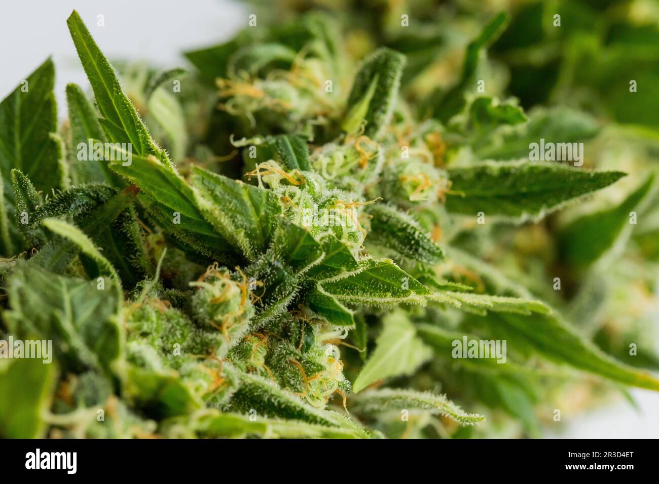 Macro close up di un medico di cannabis pianta di Marijuana con focus sul fiore resinoso Foto Stock