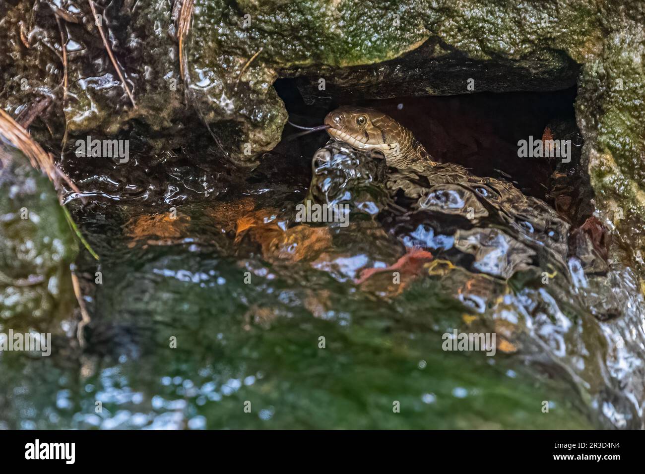 Un serpente d'acqua con la sua lingua fuori Foto Stock