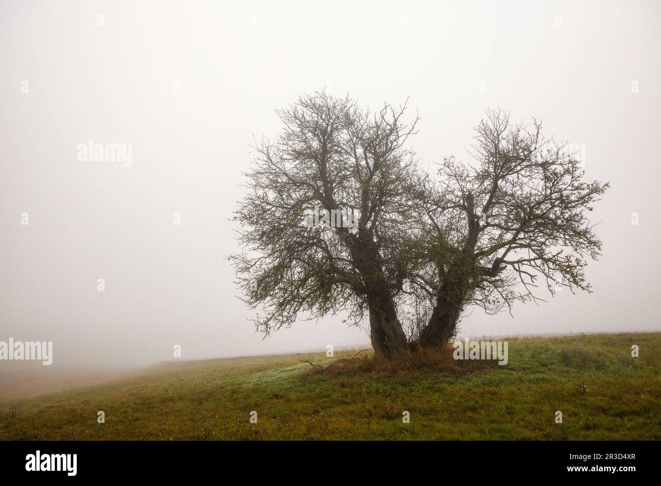 Albero solitario nella nebbia Foto Stock