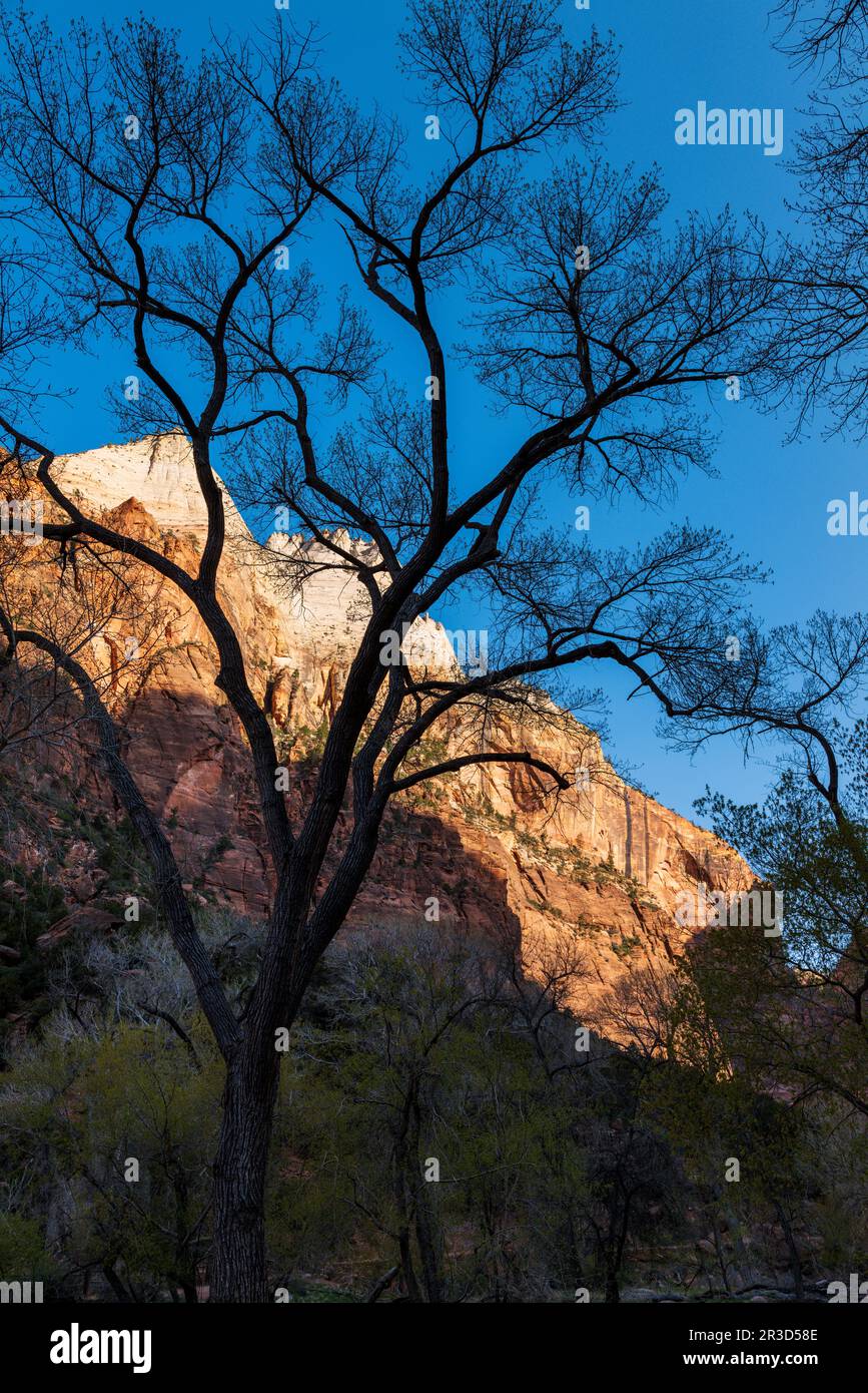 Vista da Zion Canyon Scenic Drive; Court of the Patriarchs; Zion National Park; Utah; USA Foto Stock