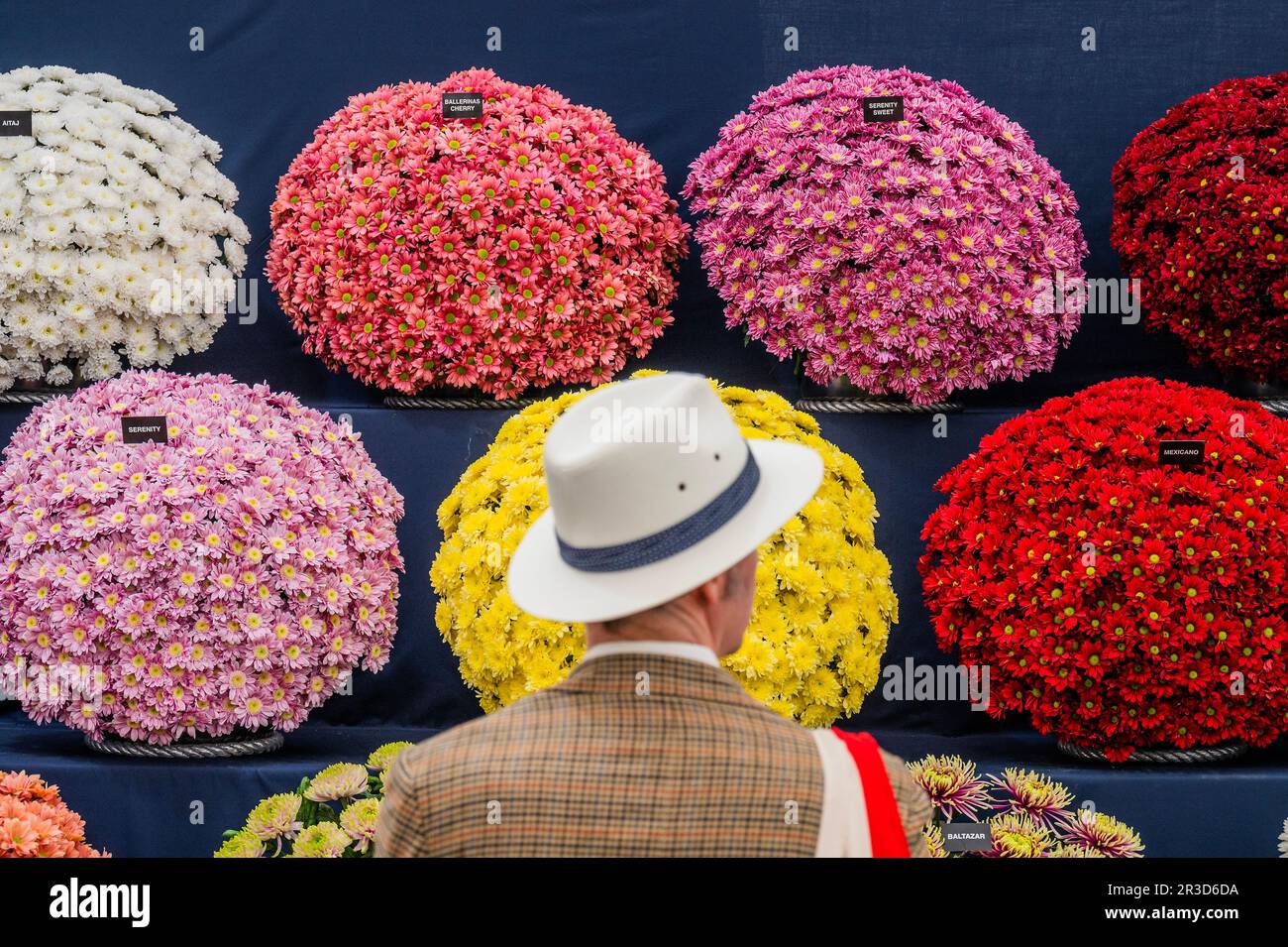 Londra, Regno Unito. 23rd maggio, 2023. Cryschamums in piena fioritura - il Chelsea Flower Show 2023. Credit: Guy Bell/Alamy Live News Foto Stock