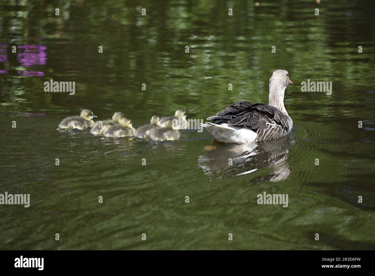 Genitore con goclings Geese di Greylag (Anser anser) Nuoto lontano dalla macchina fotografica su un lago d'acqua increspato verde in un giorno di sole in Staffordshire, Regno Unito in maggio Foto Stock