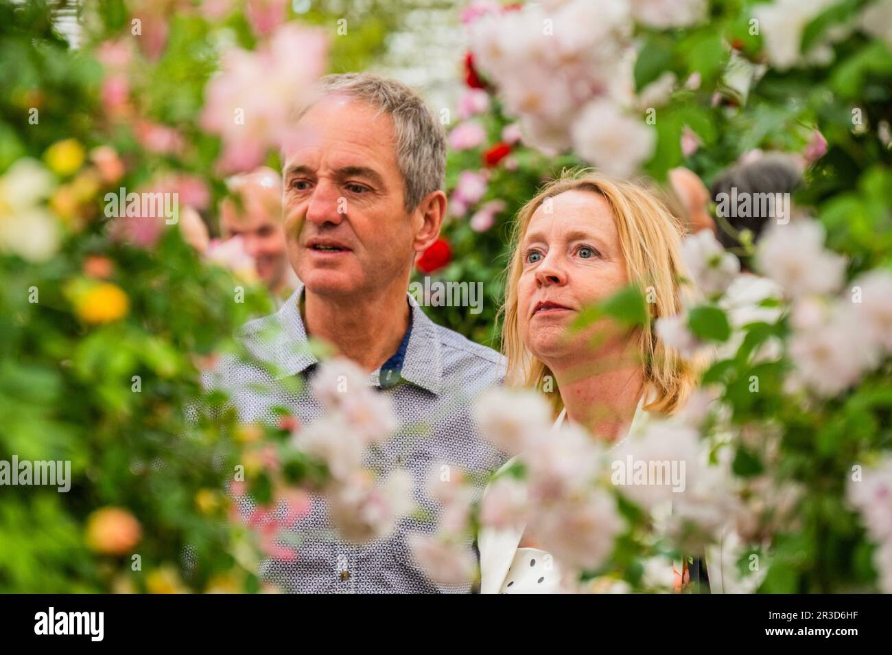 Londra, Regno Unito. 23rd maggio, 2023. Lo stand Peter Beales - il Chelsea Flower Show 2023. Credit: Guy Bell/Alamy Live News Foto Stock